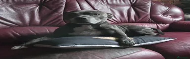 Staffordshire Bull Terrier 1