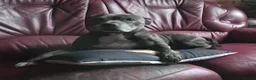 Staffordshire Bull Terrier dogs for sale: Kaya Staffordshire bull terrier kc register  - Advert 4