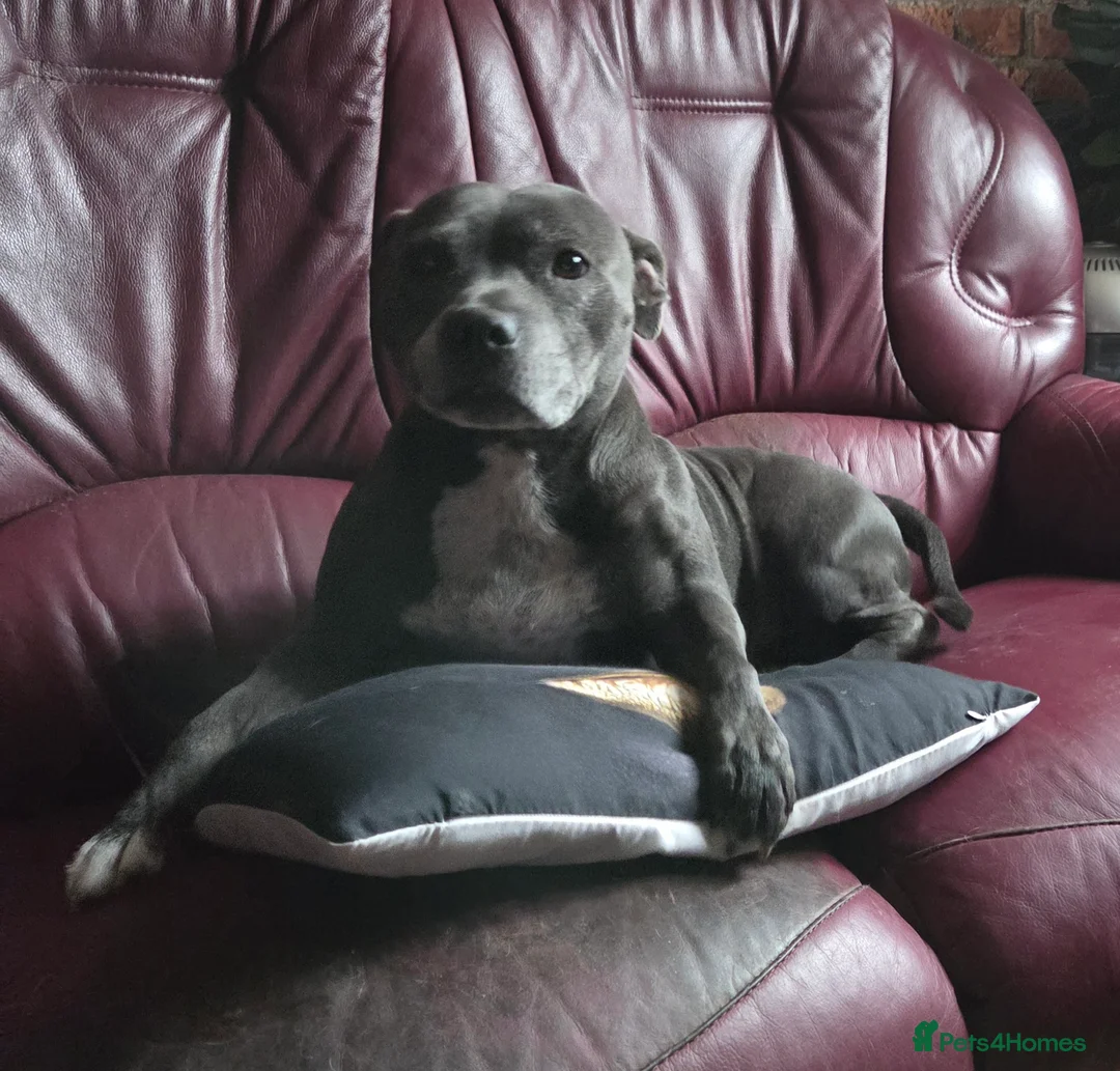 Staffordshire Bull Terrier dogs for sale: Kaya Staffordshire bull terrier kc register  - Advert 4