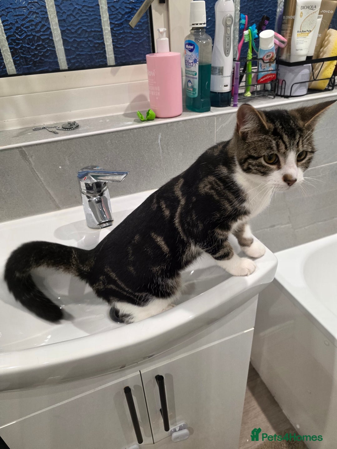 British Shorthair cats for sale: Male British shorthair looking for a new home - Advert 2