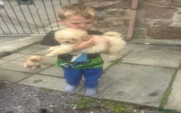 Poochon dogs for sale: Beautiful cheeky poochon puppys  - Image 12
