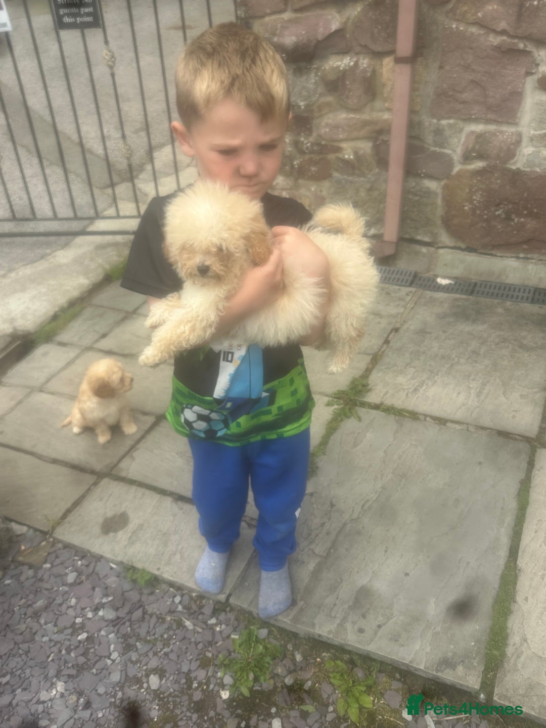 Poochon dogs for sale: Beautiful cheeky poochon puppys  - Image 12
