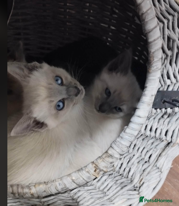 Siamese cats Beautiful blue eyes - Advert 2