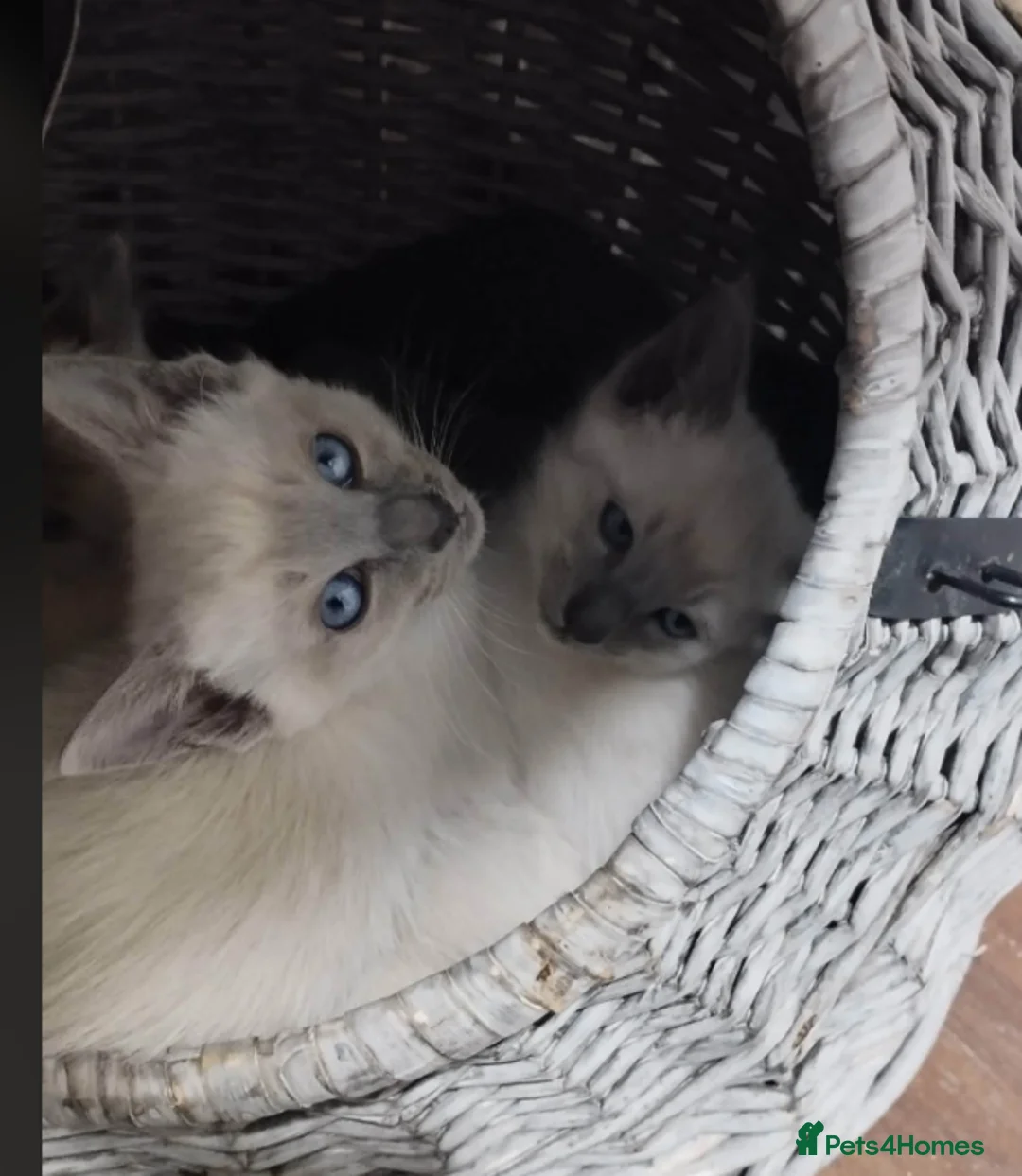 Siamese cats for sale: Beautiful blue eyes - Advert 1