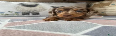 Miniature Dachshund Puppy 4
