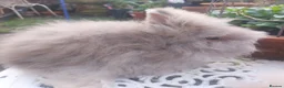 Lionhead rabbits for sale: PUREBRED DOUBLE LION HEAD BABIES  - Advert 10