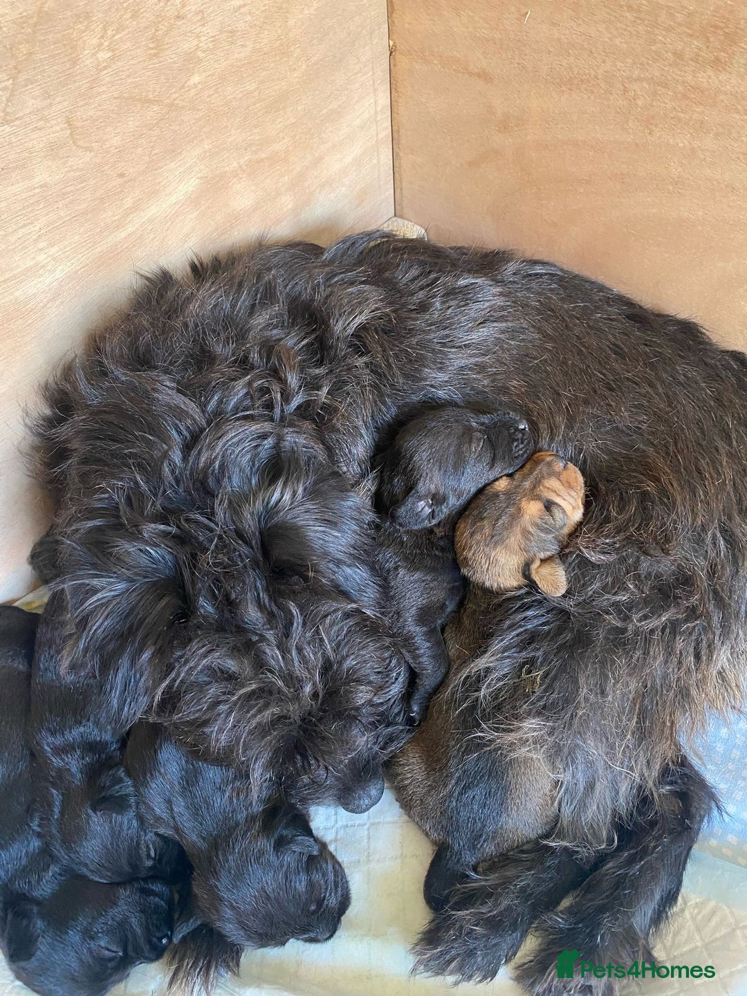 Mixed Breed dogs for sale: Patterdale X Border terrier puppies  - Image 9
