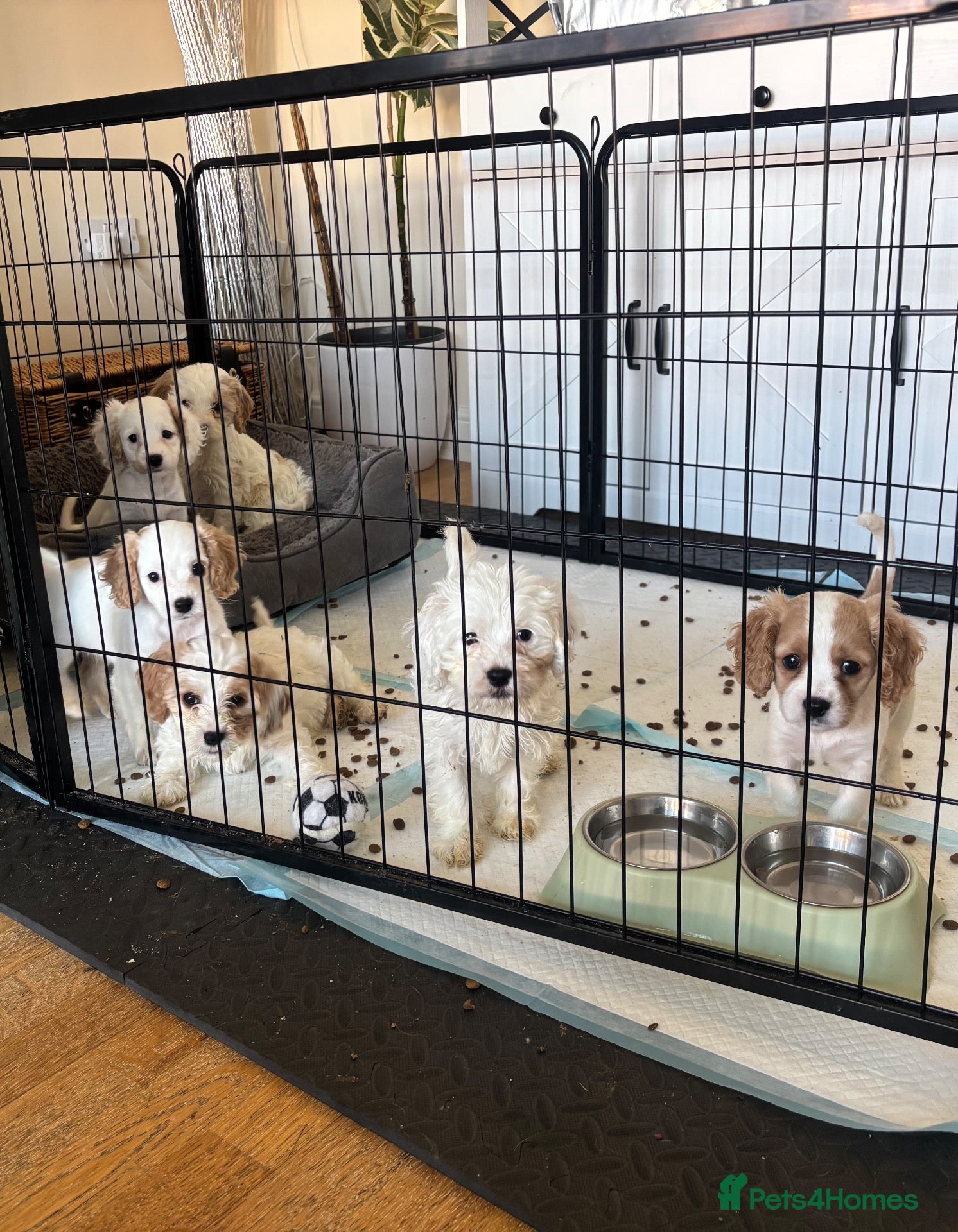 Mixed Breed dogs for sale: Cavapoo puppies  - Advert 1