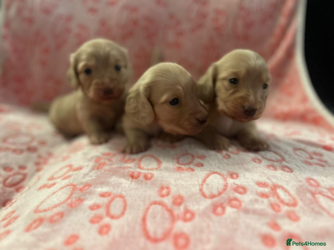 Miniature Dachshund dogs for sale: Cream Luxury Long-Haired Dachshunds - Image 4