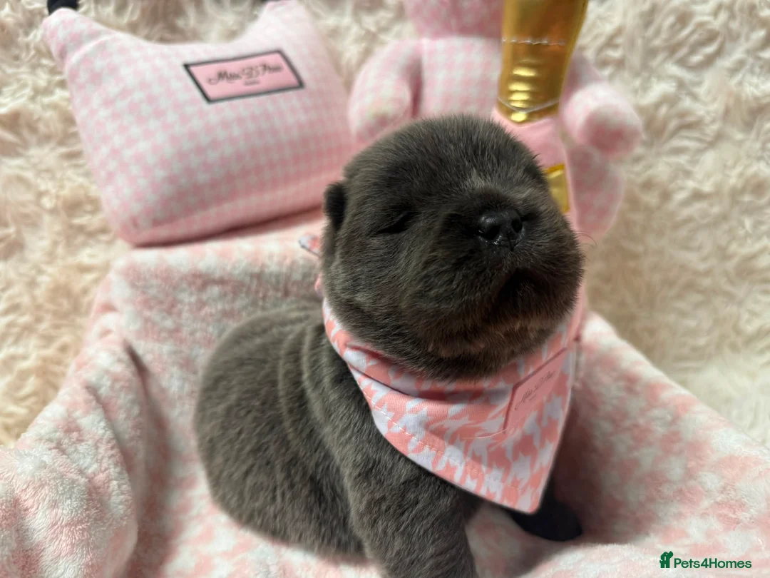 Chow Chow dogs for sale: 🐾💙BEAUTIFUL BLUE CHOW CHOW PUPPIES🐾💙 - Advert 2