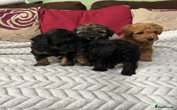 Toy Poodle dogs for sale: Beautiful Toy Poodle Puppies - Image 1