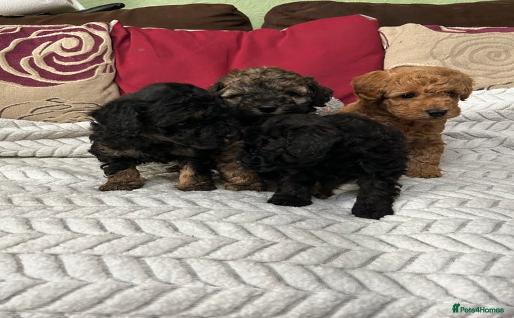 Toy Poodle dogs - Advert 1
