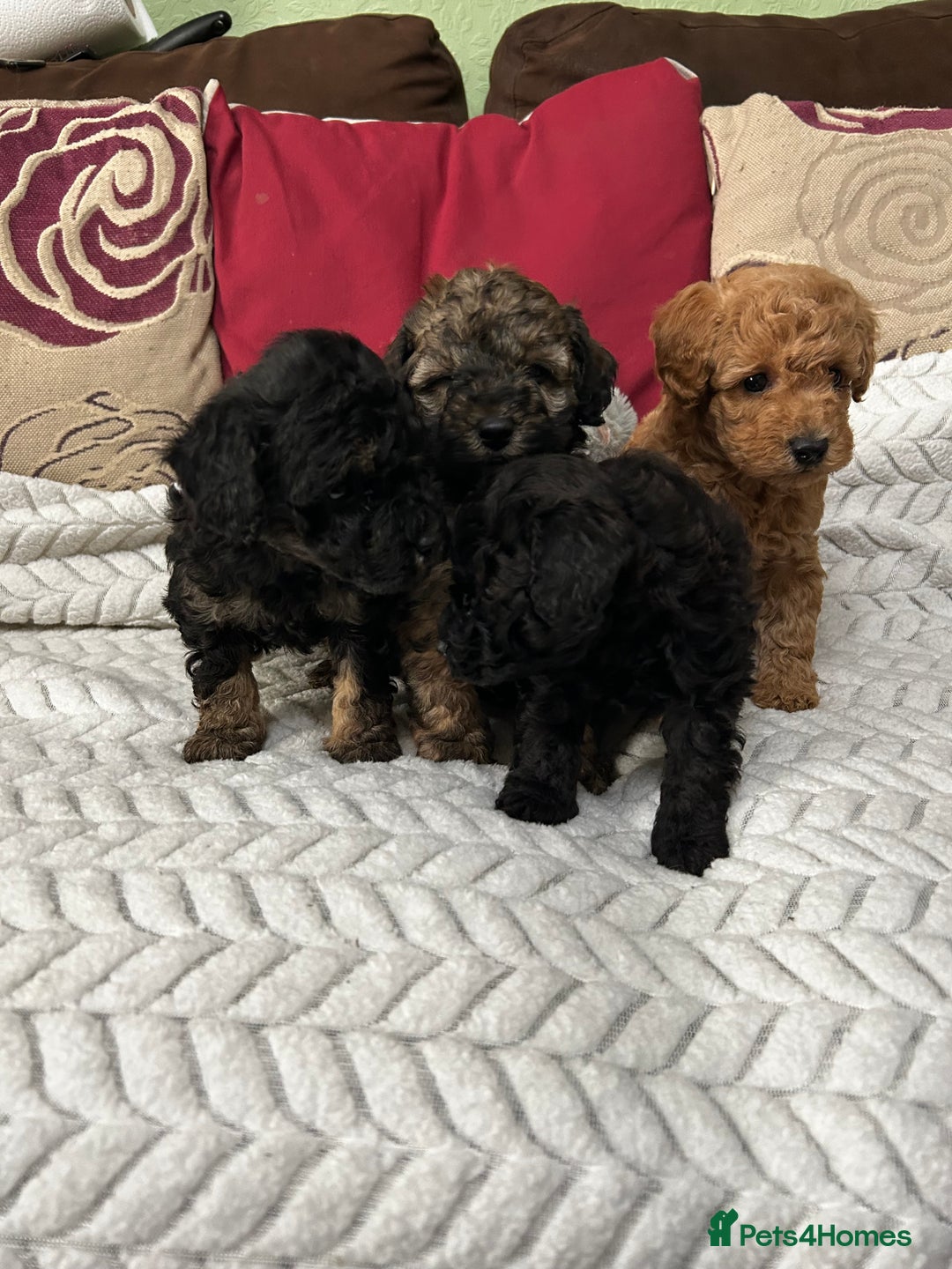 Toy Poodle dogs for sale: Beautiful Toy Poodle Puppies - Image 1