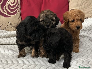 Toy Poodle dogs - Advert 1