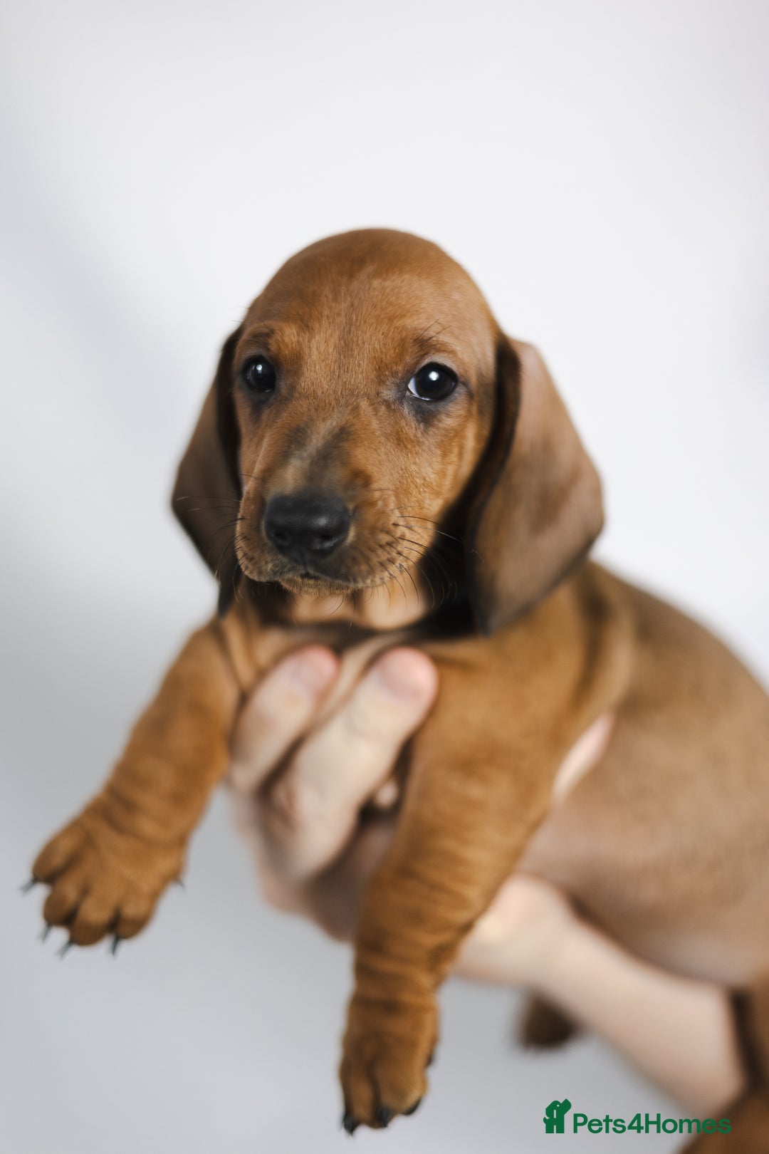 Dachshund dogs for sale: Standard champion bred dachshunds  - Image 7
