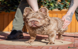 French Bulldog dogs for stud: NEWSHADE FULL FLUFFY STUD  - Image 3