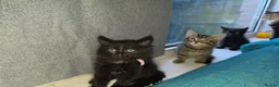Domestic Shorthair cats for sale: Cute bundle of Kittens - Advert 4