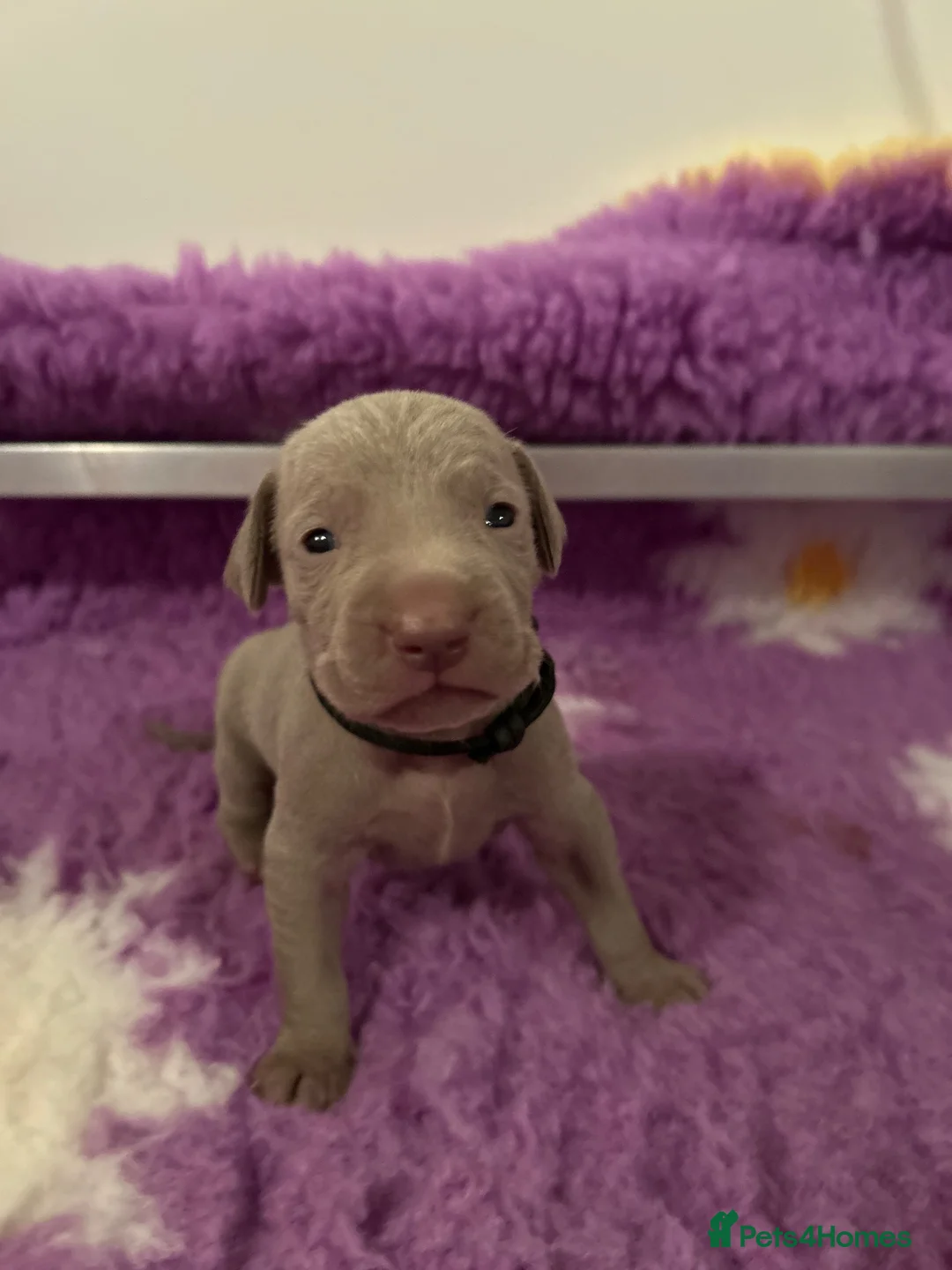 Weimaraner dogs for sale: 🐾 KC Registered Weimaraner Puppies 🐾 in Bedford - Advert 9