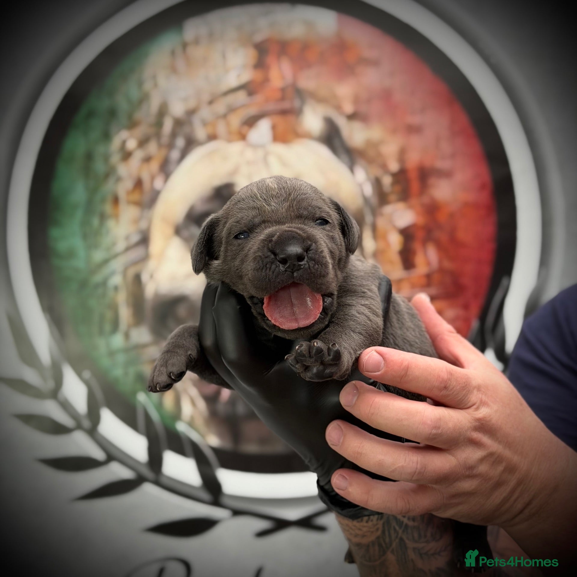 Cane Corso dogs PATO SQUAD CANE CORSO | ONLY 2 GIRLS LEFT! - Advert 5