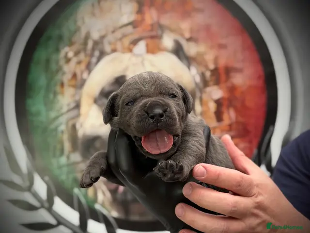 Cane Corso dogs PATO SQUAD CANE CORSO | ONLY 2 GIRLS LEFT! - Advert 5