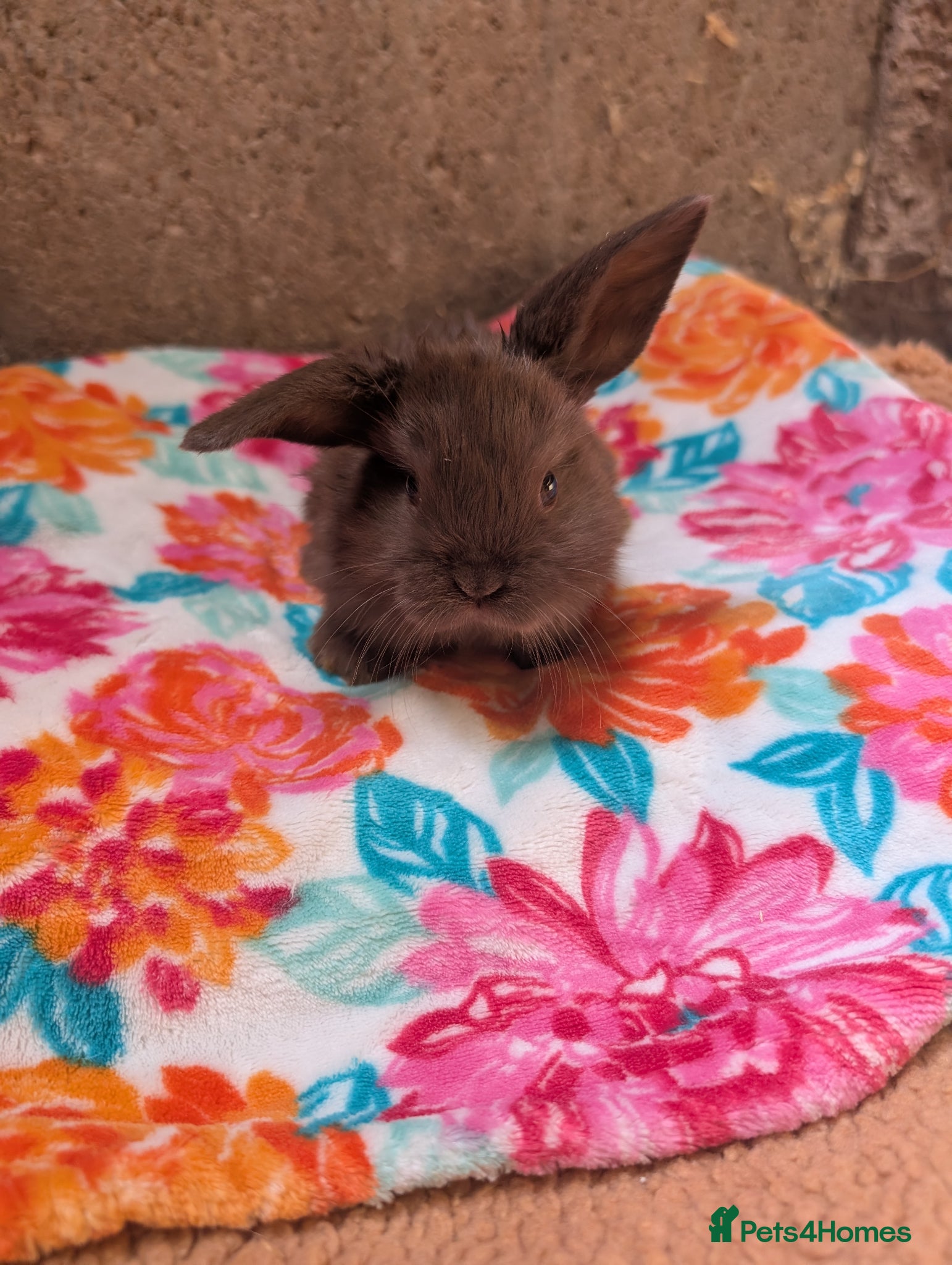 Mini Lop rabbits Mini lop kits, reserve now, leave from 29/6/26 - Advert 3