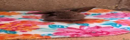 Mini Lop rabbits for sale: Mini lop kits, reserve now, leave from 29/6/26 - Advert 1