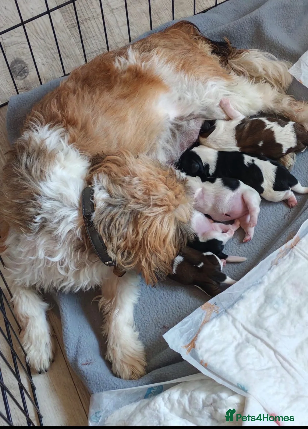 Shih Tzu dogs for sale: shih tzu puppies - Advert 18