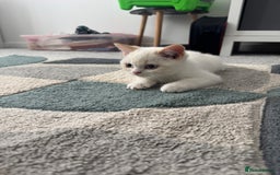 British Shorthair cats for sale: Fully vaccinated pure British shorthair kittens - Image 3