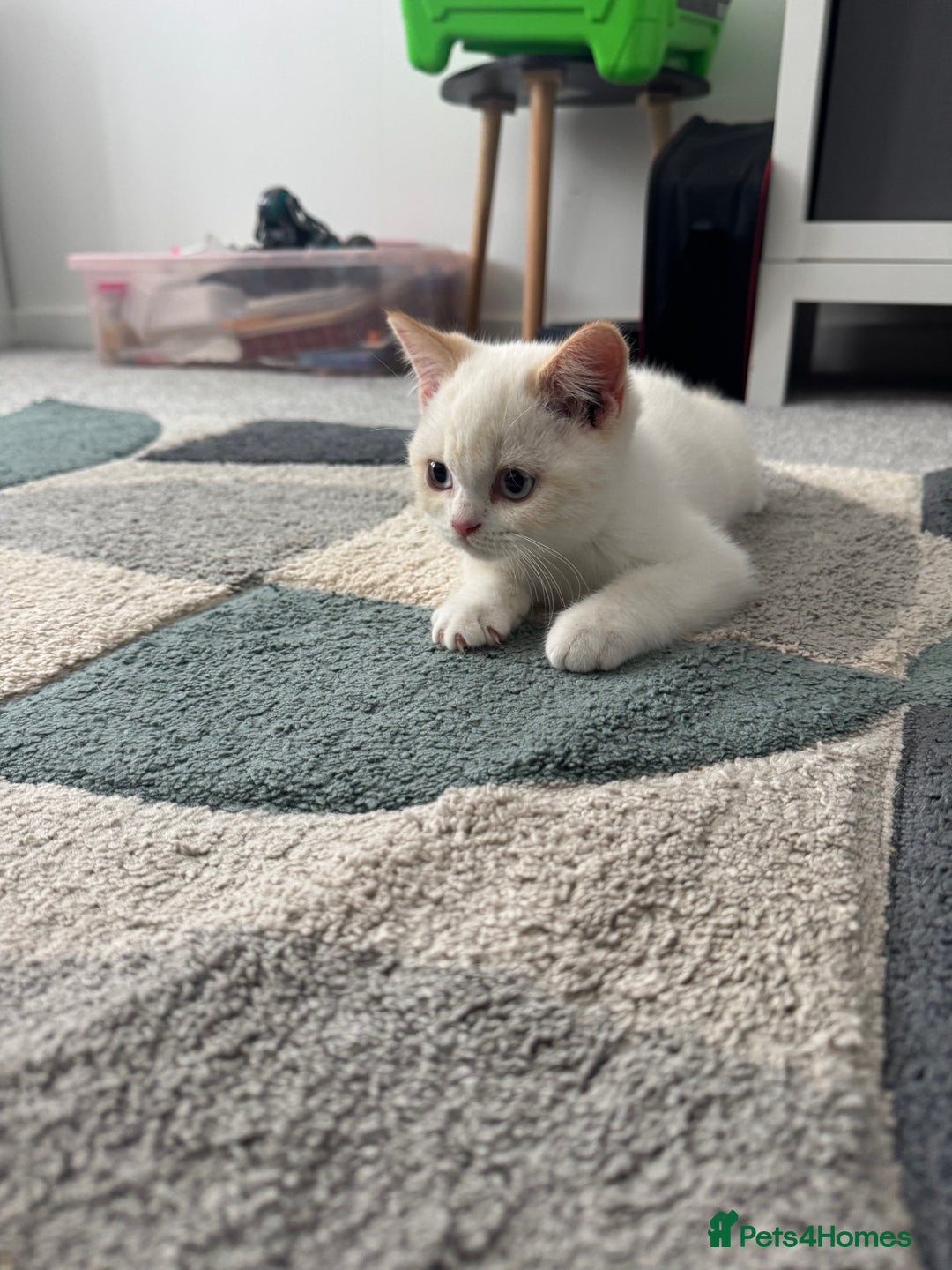 British Shorthair cats for sale: Fully vaccinated pure British shorthair kittens - Image 3