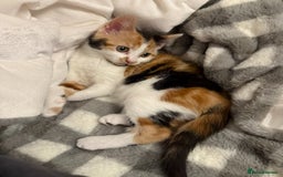 British Shorthair cats for sale: Calico female  - Image 2