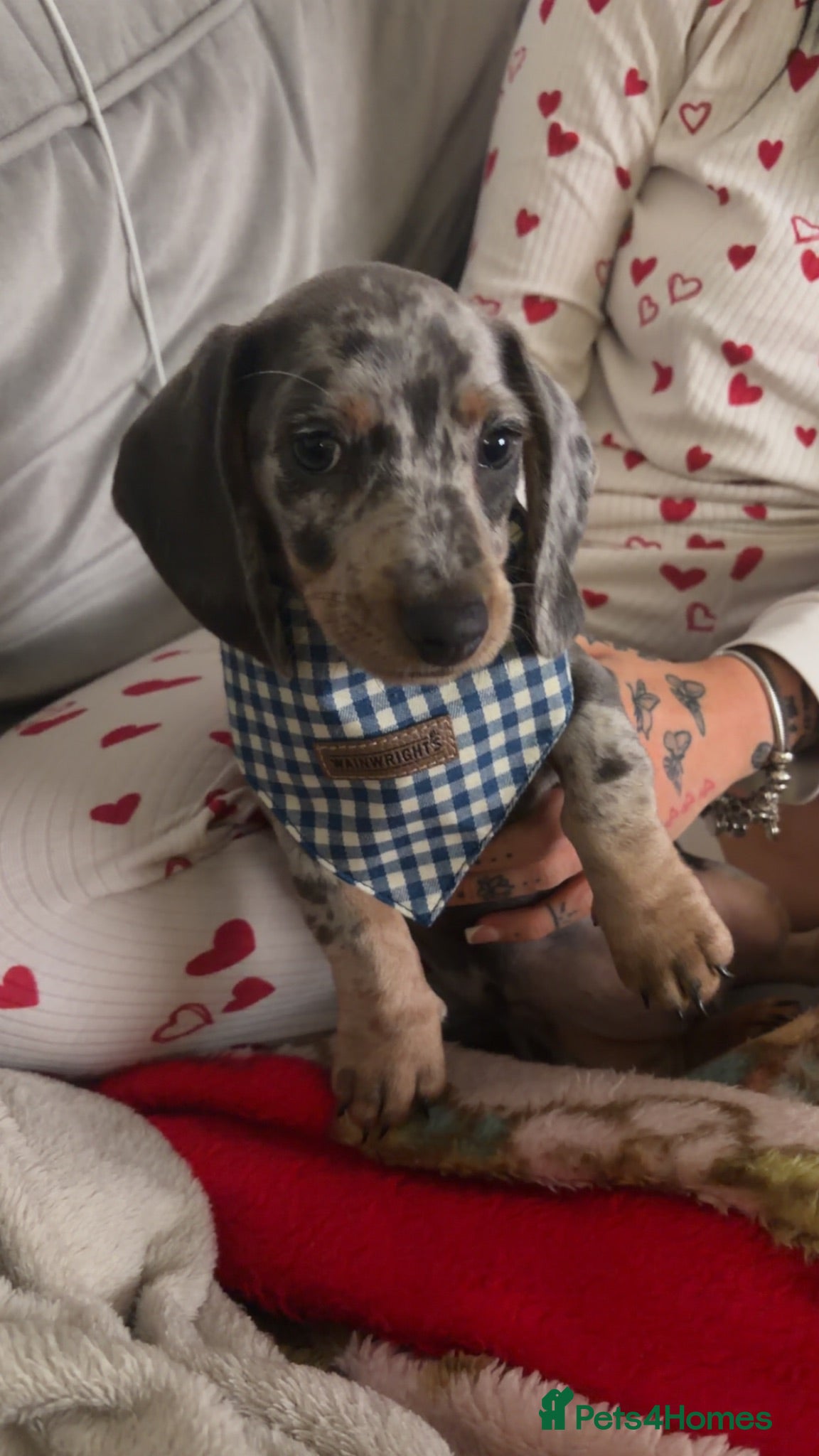 Miniature Dachshund dogs Beautiful Dapple Miniature Dachshund  - Advert 4