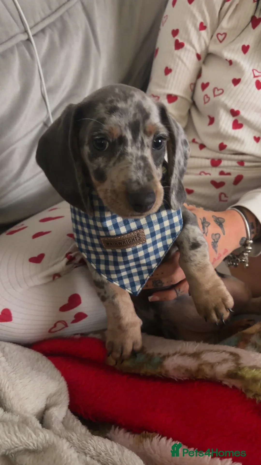 Miniature Dachshund dogs for sale: Beautiful Dapple Miniature Dachshund  in Stevenage - Advert 1