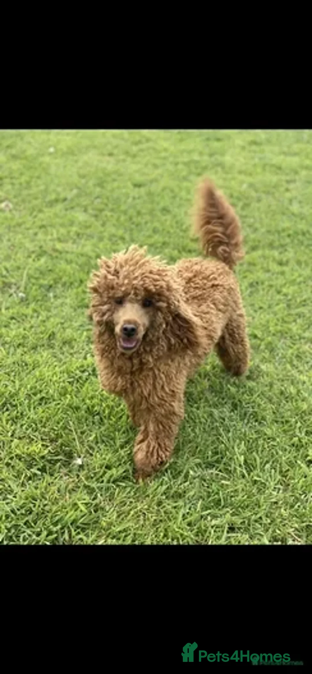 Miniature Poodle dogs for stud: STUNNING KC MINI HEALTH TESTED POODLE STUD - Advert 3