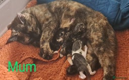 British Shorthair cats for sale: Tabby Female, White Tabby Male Kittens 4wks old - Image 7