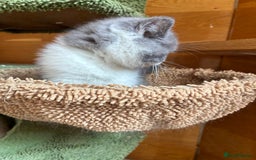 British Shorthair cats for sale: LAST 4 TICA CHAMPION BLOOD LINES BSH KITTENS - Image 16