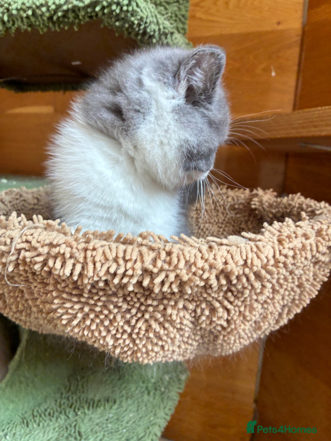 British Shorthair cats for sale: LAST 4 TICA CHAMPION BLOOD LINES BSH KITTENS - Image 16