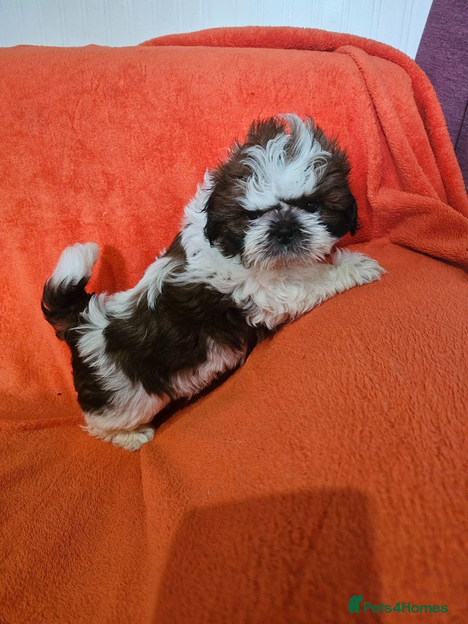 Shih Tzu dogs Royal Kennel Club registered standard shih tzu pup - Advert 16