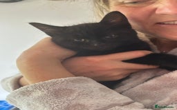 Domestic Shorthair cats for sale: Male Black Domestic Shorthair Kitten - Image 5