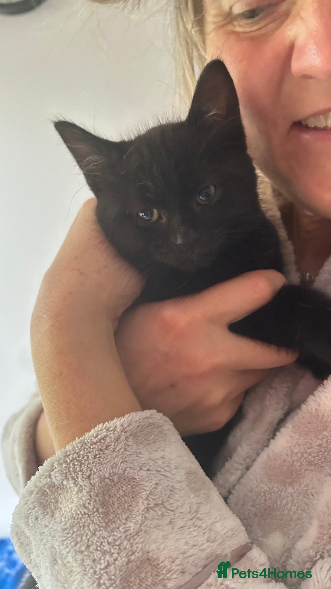 Domestic Shorthair cats for sale: Male Black Domestic Shorthair Kitten - Image 5