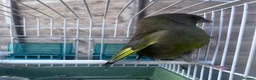 Finches birds for sale: European Green Finch  - Advert 3