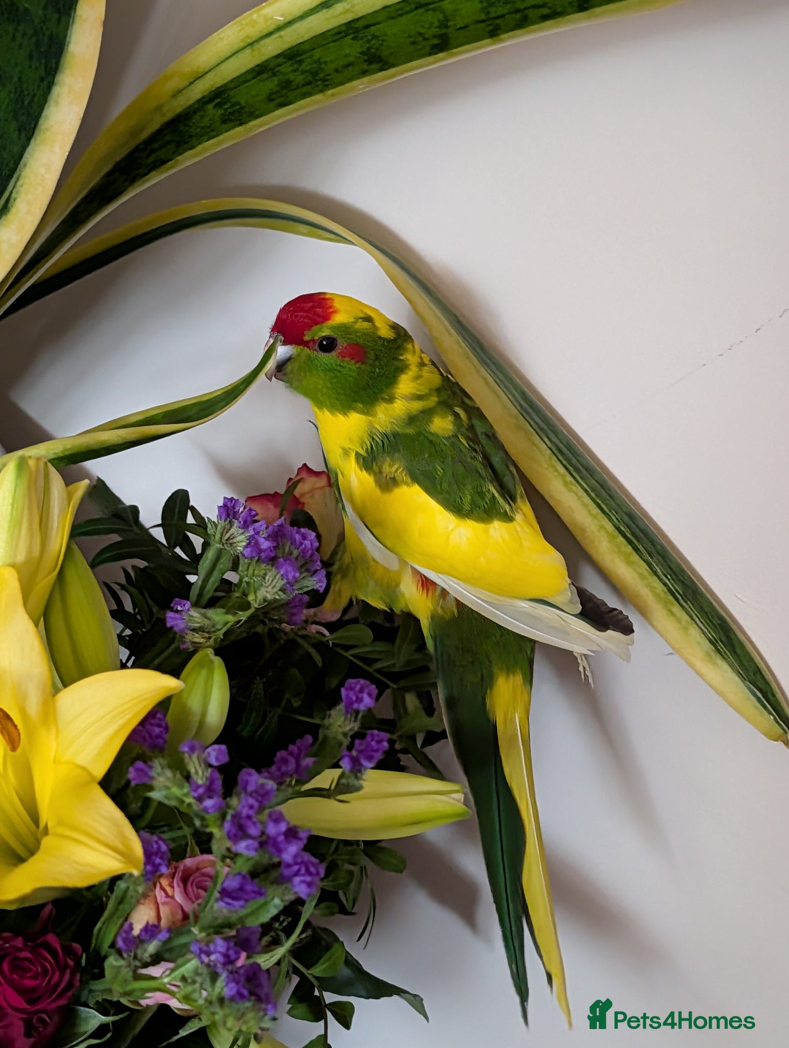 Parrots birds kakariki parrot - Advert 1