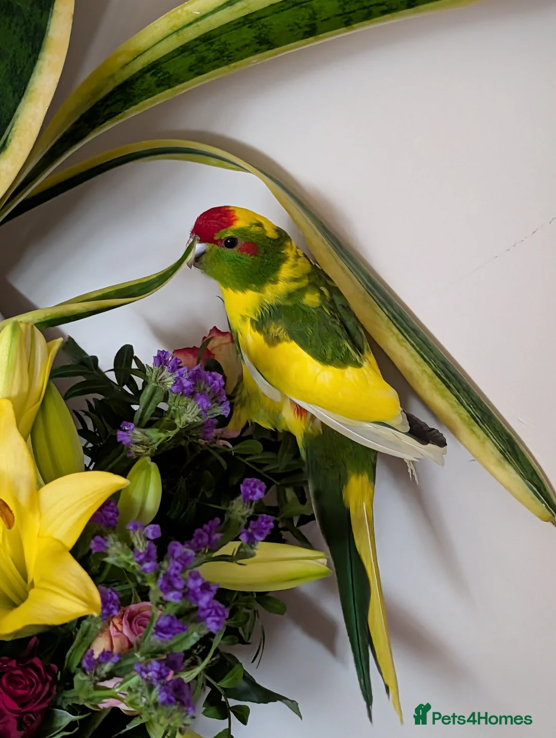 Parrots birds for sale: kakariki parrot - Advert 1