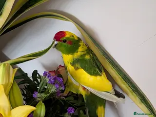 Parrots birds kakariki parrot - Advert 1