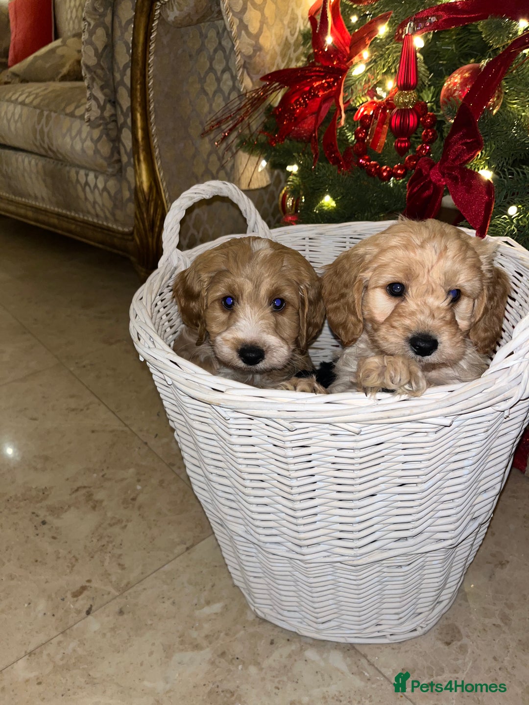 Cockapoo dogs for sale: F1 toy Cockerpoo  - Advert 10