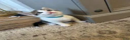 Mixed Breed cats for sale: Mixed breed girls kittens - Advert 3
