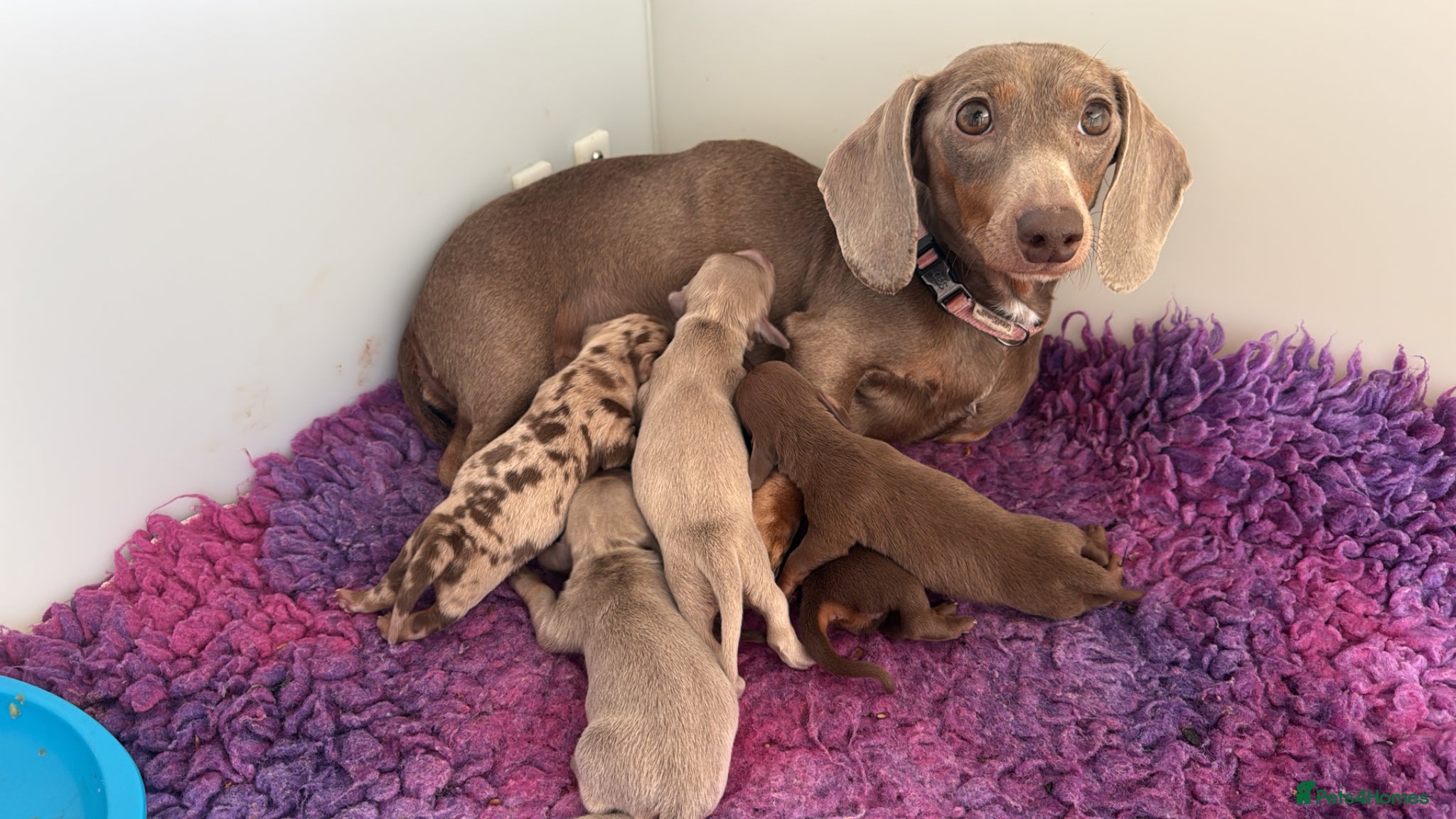 Miniature Dachshund dogs Mini Dachshund Pups Available LICENSED BREEDER - Advert 2