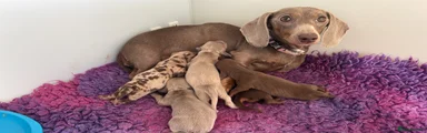 Miniature Dachshund Puppy 4