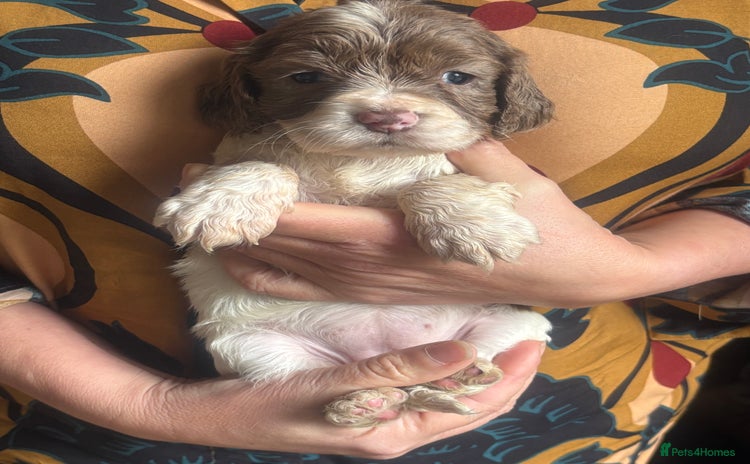 Cocker Spaniel dogs - Advert 1