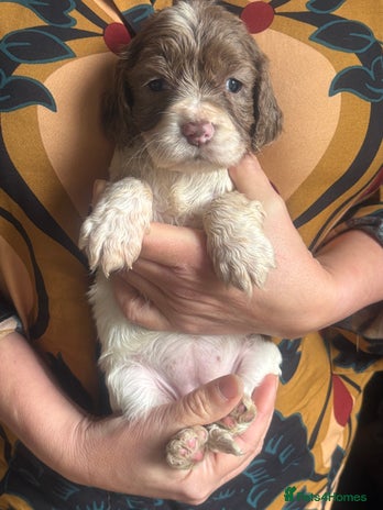 Cocker Spaniel dogs - Advert 1