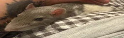 Rat rodents for sale: 2 male rats, huge cage and contents  - Advert 3